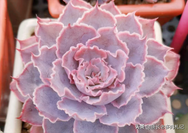 喜欢和沙漠之星一样带“小波浪”的多肉？跟它类似的品种还有8种