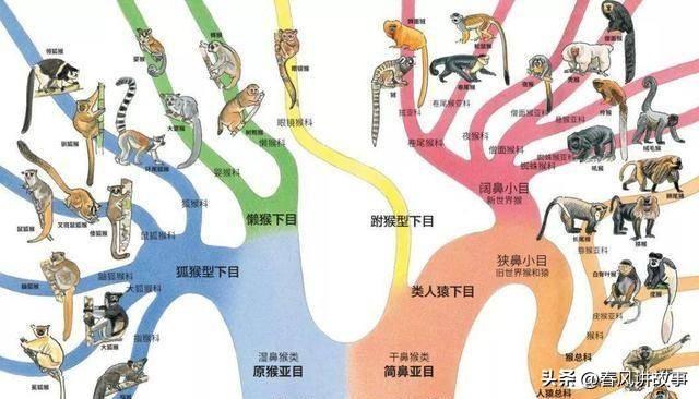 苏联科学家灭绝人性的实验：试图使“人猿杂交”，过程有多残忍？