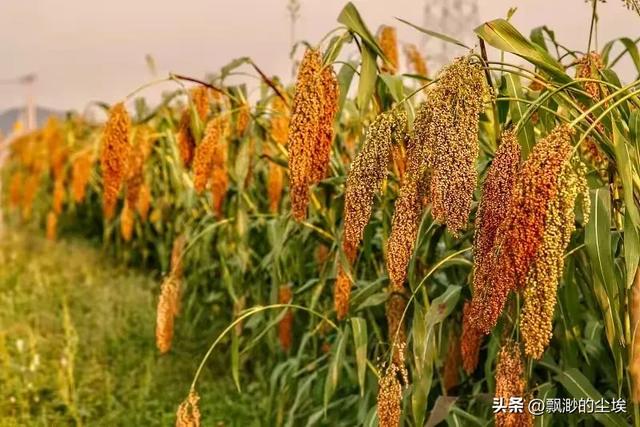 “发家不发家，要看三个八”，老人是怎样看的？有道理吗