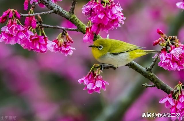 俗语：“家富不养‘老相好’，家贫不挨‘青笛嫂’”，是啥意思？