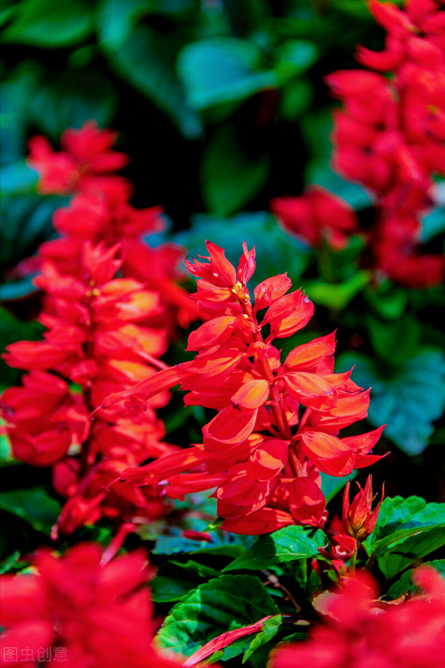 一花一叶最深情,万千春光花满园,花开惊艳时光,花香温柔岁月