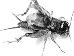 “一嘴可能就2万”,说说这种古今身价不菲的“秋虫”丨斗蛐蛐极简史