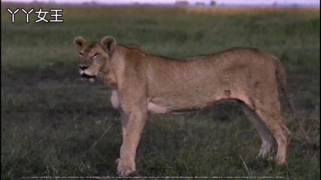 今天丫丫女王！东非马赛马拉！玛莎狮群前任主导，