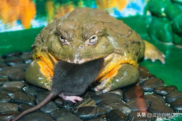 非洲牛蛙——大自然的超级猛蛙