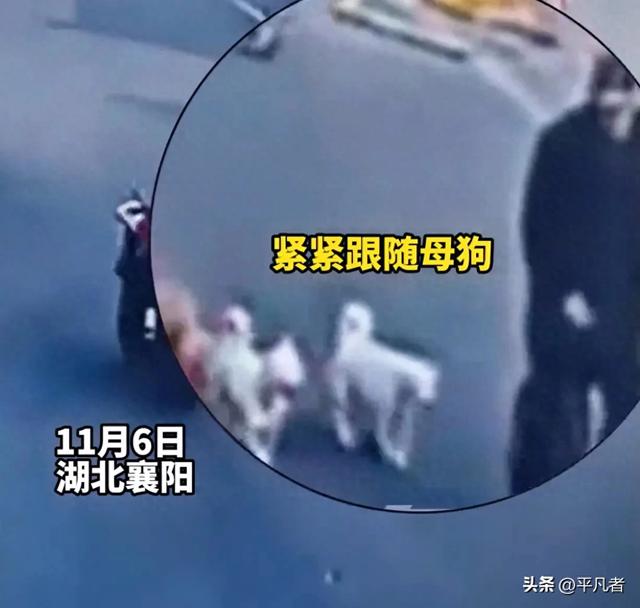 离谱!大爷利用母狗发情期勾引公狗后吃掉,网友:色字头上一把刀