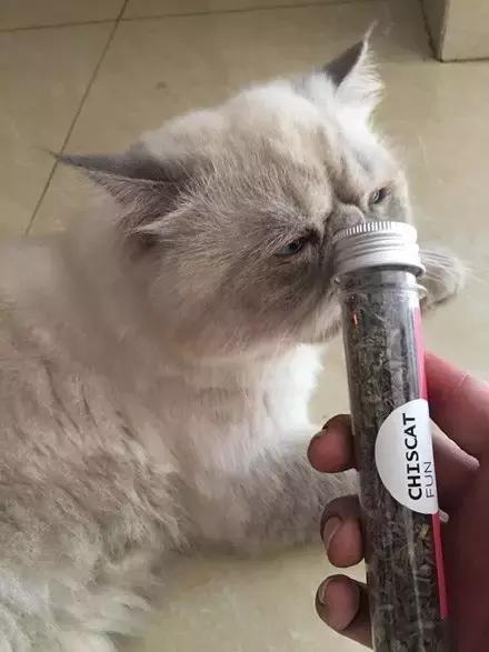 当主人拿出猫薄荷让猫咪闻了闻之后，猫咪的反应，哈，好喷饭