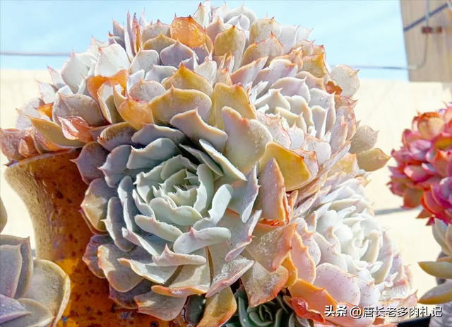 喜欢和沙漠之星一样带“小波浪”的多肉？跟它类似的品种还有8种