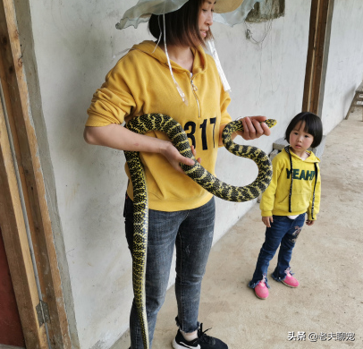 无毒蛇就是弱蛇？蛇界煞星无毒的“臭屁王”——王锦蛇