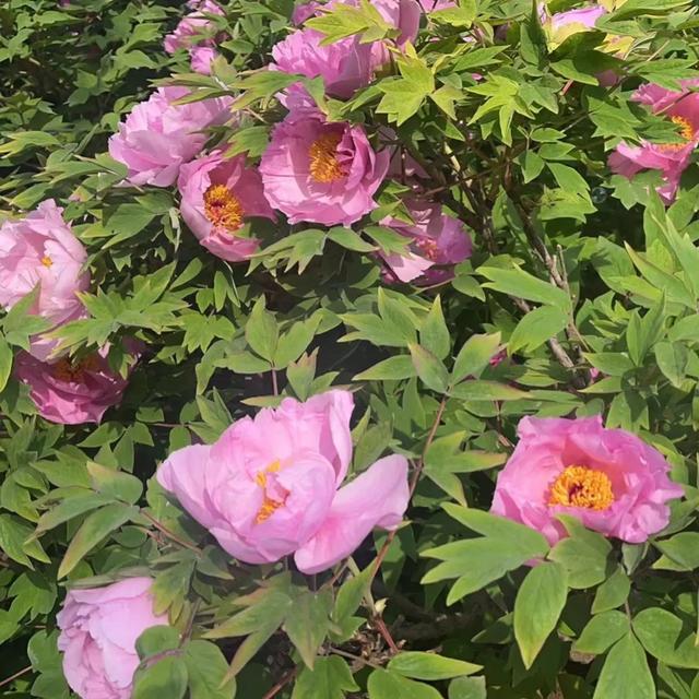 上联:淡云休挡如钩月,求下联!古风五首