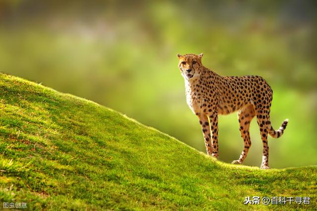 跑得再快也逃不过灭绝的威胁，浅谈“短跑之王”猎豹的历史与现状