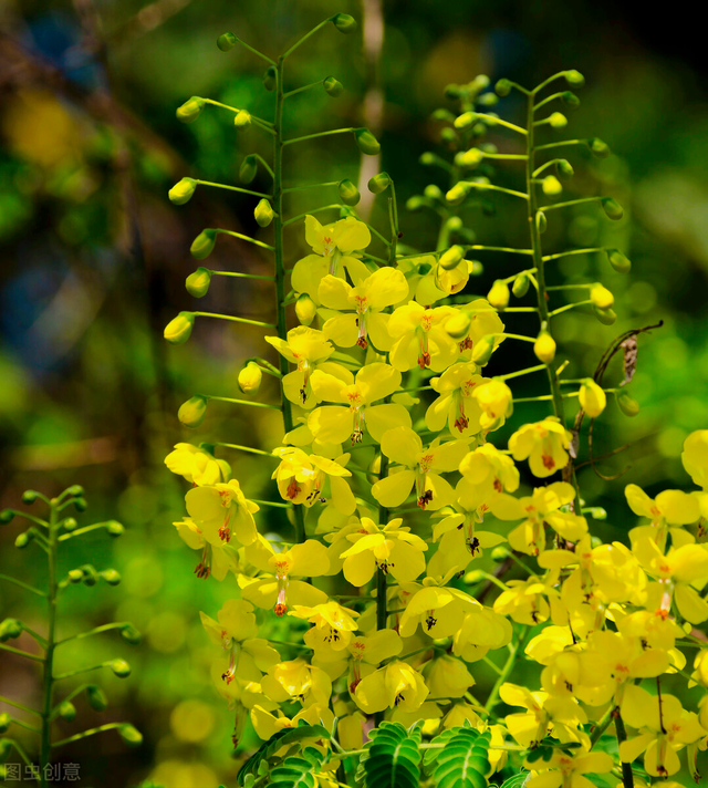 一花一叶最深情,万千春光花满园,花开惊艳时光,花香温柔岁月