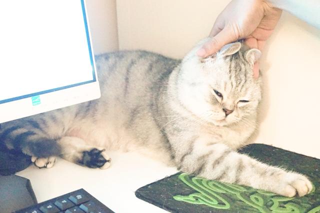 遇到一只农民揣的猫咪怎么办？盘它