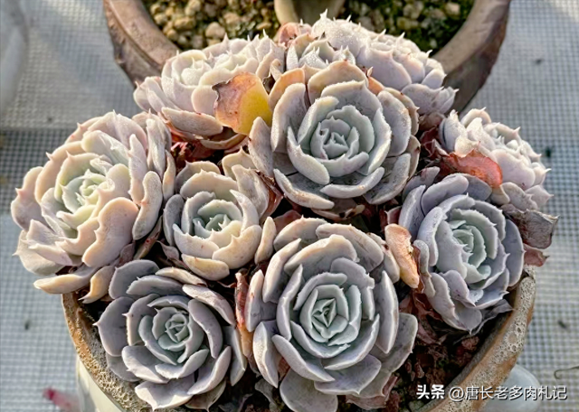 喜欢和沙漠之星一样带“小波浪”的多肉？跟它类似的品种还有8种