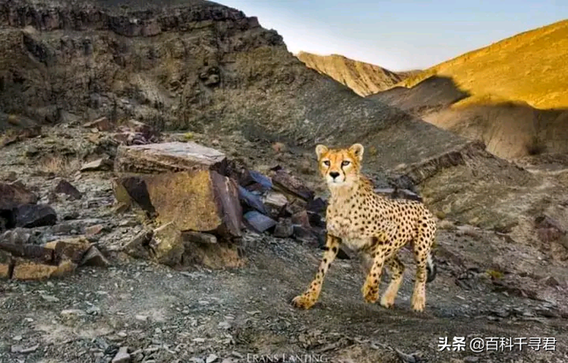 跑得再快也逃不过灭绝的威胁，浅谈“短跑之王”猎豹的历史与现状