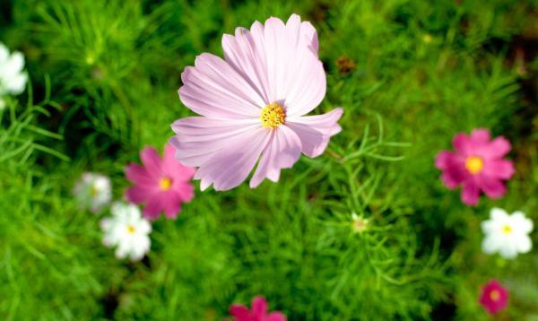 深情不及久伴,厚爱无需多言