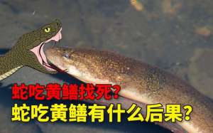 找死(为什么说“蛇吃黄鳝是找死”？如果蛇吃了黄鳝，真的会死吗？)