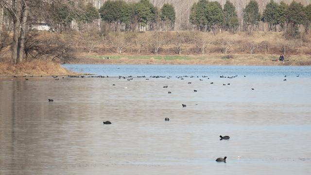 候鸟“落户”湿地公园 河南襄城绘就和谐生态画卷