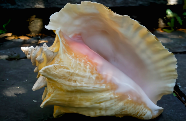 广州查获巨型女王凤凰螺，内藏珍珠曾卖2400万，至今不能人工养殖