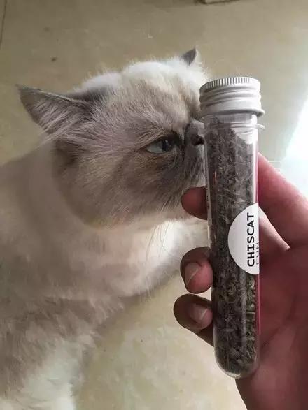 当主人拿出猫薄荷让猫咪闻了闻之后，猫咪的反应，哈，好喷饭