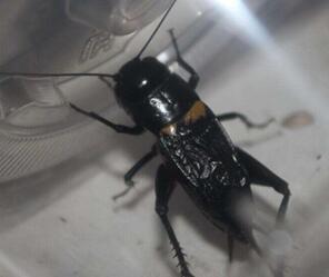 “一嘴可能就2万”,说说这种古今身价不菲的“秋虫”丨斗蛐蛐极简史