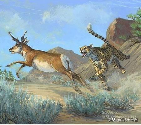 跑得再快也逃不过灭绝的威胁，浅谈“短跑之王”猎豹的历史与现状