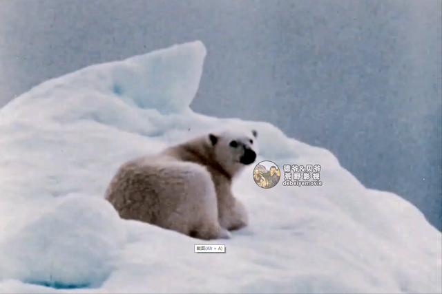 因纽特人一身皮草堪比世界各大奢侈品牌，他们怎么纯手工制作呢？