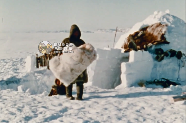 因纽特人一身皮草堪比世界各大奢侈品牌，他们怎么纯手工制作呢？