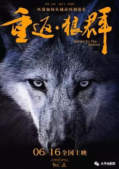 五星推荐这部国产纪录片：一个美女和一匹狼的真实故事