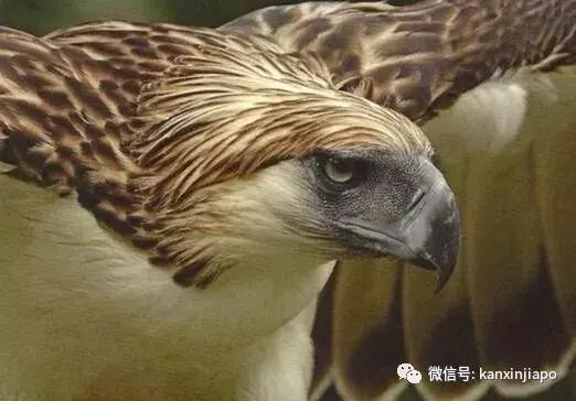 菲律宾的国宝被寄养在新加坡,心酸还是荣耀?