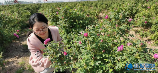 走,去赴一场玫瑰之约