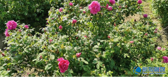 走,去赴一场玫瑰之约