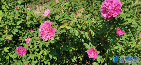 走,去赴一场玫瑰之约