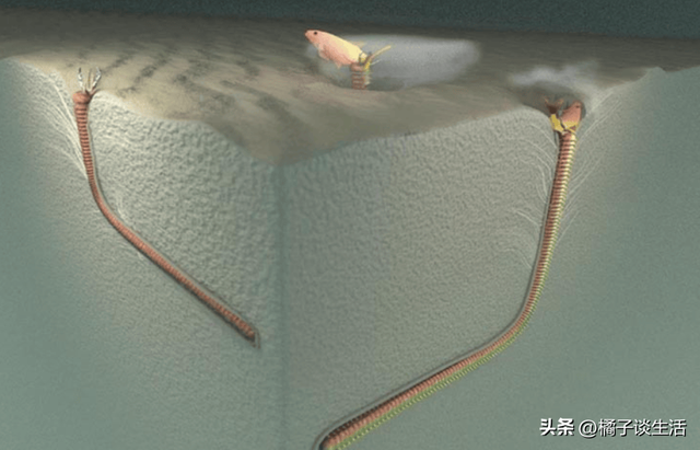 号称“海底绞肉机”，一口将鱼切成两半！博比特虫究竟有多可怕？