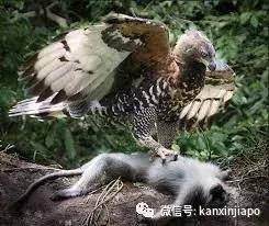 菲律宾的国宝被寄养在新加坡,心酸还是荣耀?