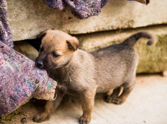 童年老剧九岁县太爷，堪称民间对联大合集，妙趣横生，令人拍案