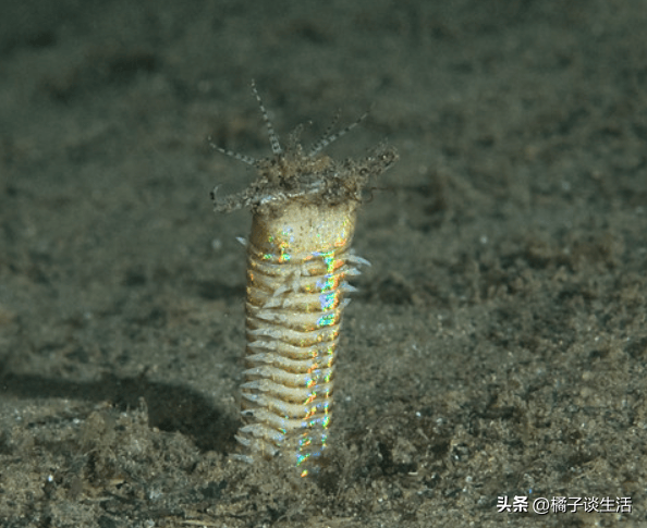 号称“海底绞肉机”，一口将鱼切成两半！博比特虫究竟有多可怕？