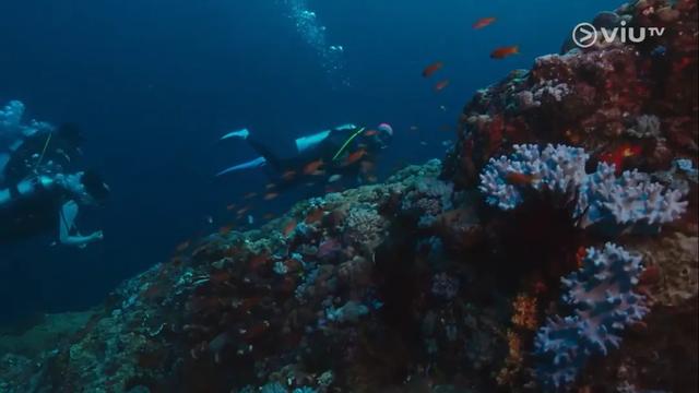 撕开现实社会遮羞布！三女被迫离港久住海岛，真实原因刺痛年轻人