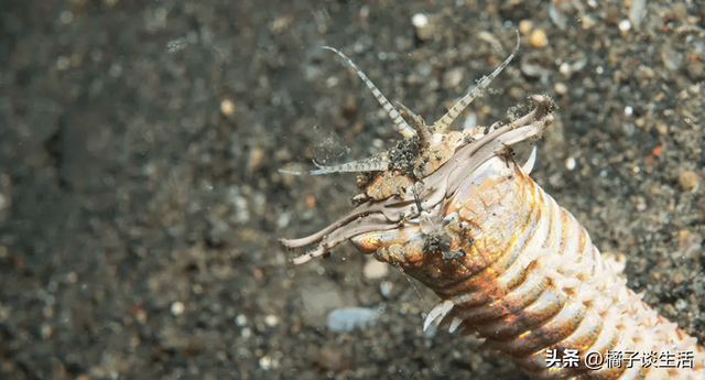 号称“海底绞肉机”，一口将鱼切成两半！博比特虫究竟有多可怕？