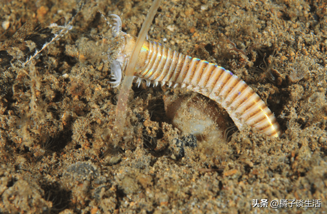 号称“海底绞肉机”，一口将鱼切成两半！博比特虫究竟有多可怕？