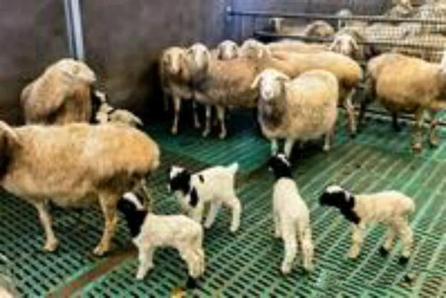 芉群中岀现可爱的双胞胎小羊