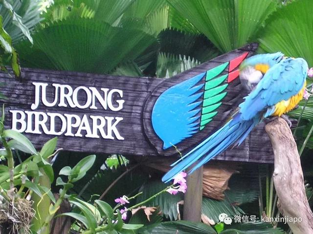 菲律宾的国宝被寄养在新加坡,心酸还是荣耀?