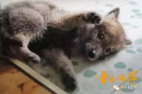 五星推荐这部国产纪录片：一个美女和一匹狼的真实故事