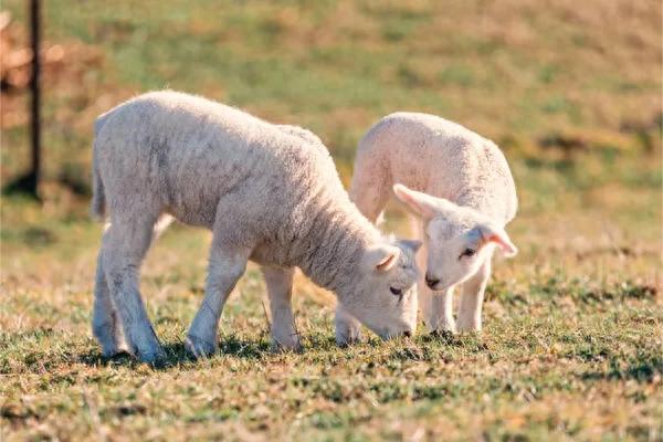 芉群中岀现可爱的双胞胎小羊