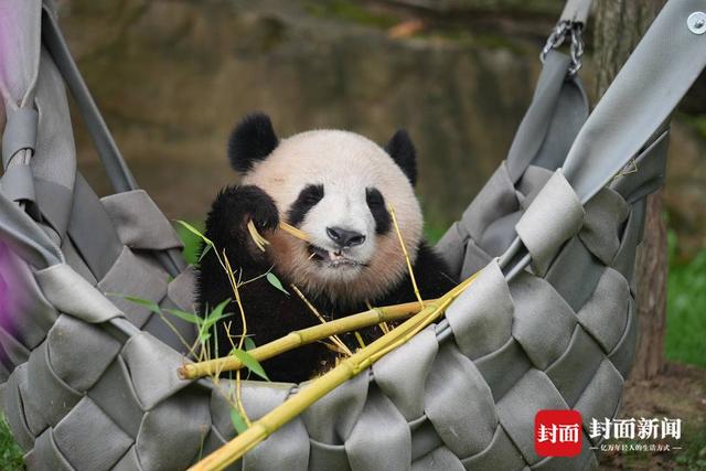 奥运期间过生日，大熊猫双胞胎是法国顶流“姐妹花”