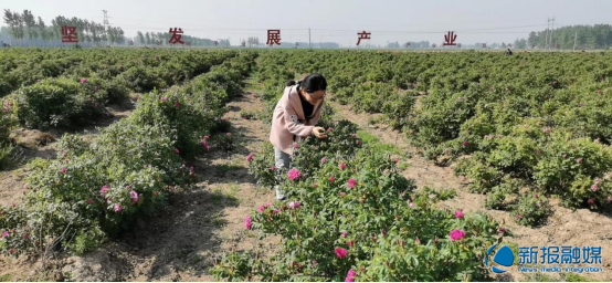 走,去赴一场玫瑰之约