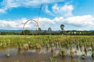 杨年华(院落蝶变 乡村焕新彩)