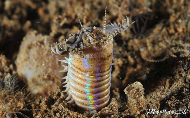 号称“海底绞肉机”，一口将鱼切成两半！博比特虫究竟有多可怕？