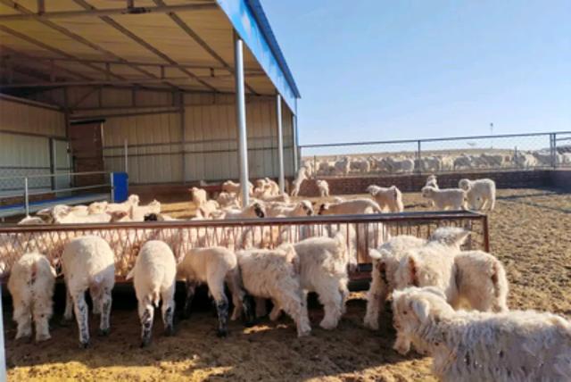 芉群中岀现可爱的双胞胎小羊