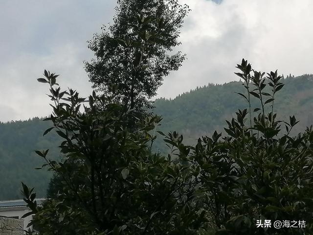故事连载桂树城（18）桂花嫂回村