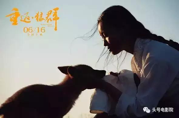 五星推荐这部国产纪录片：一个美女和一匹狼的真实故事